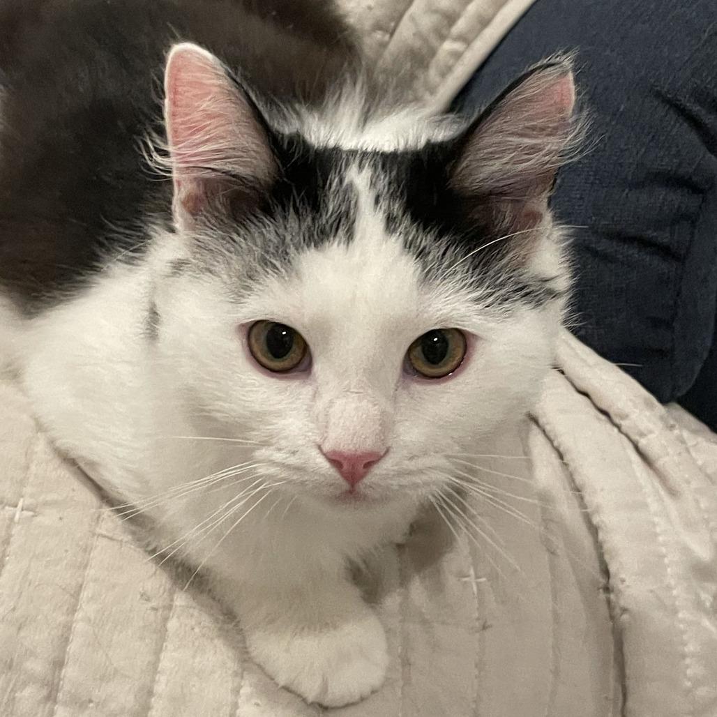 Enlarge Cork, a Adoptable Domestic Medium Hair in Newark, DE image 3/4