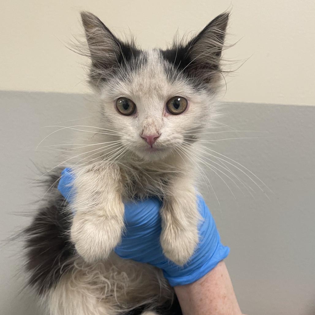 Enlarge Cork, a Adoptable Domestic Medium Hair in Newark, DE image 4/4