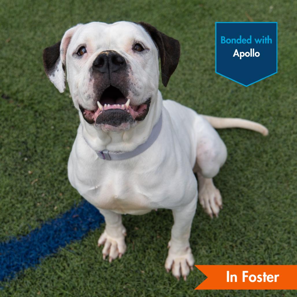 Medusa, Adoptable, Adult Female American Bulldog.