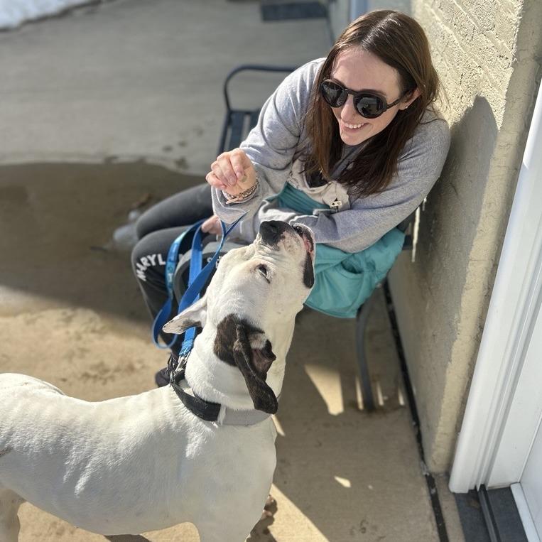 Enlarge Medusa, a Adoptable American Bulldog in Baltimore, MD image 2/6