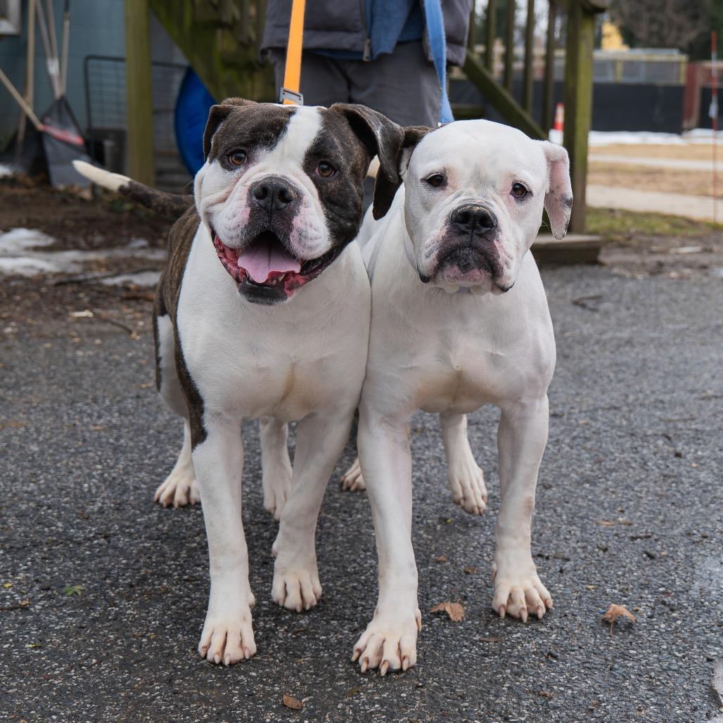Enlarge Medusa, a Adoptable American Bulldog in Baltimore, MD image 3/6