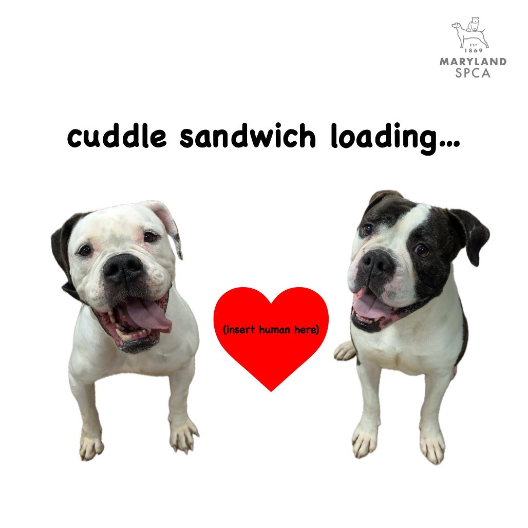 Enlarge Medusa, a Adoptable American Bulldog in Baltimore, MD image 4/6