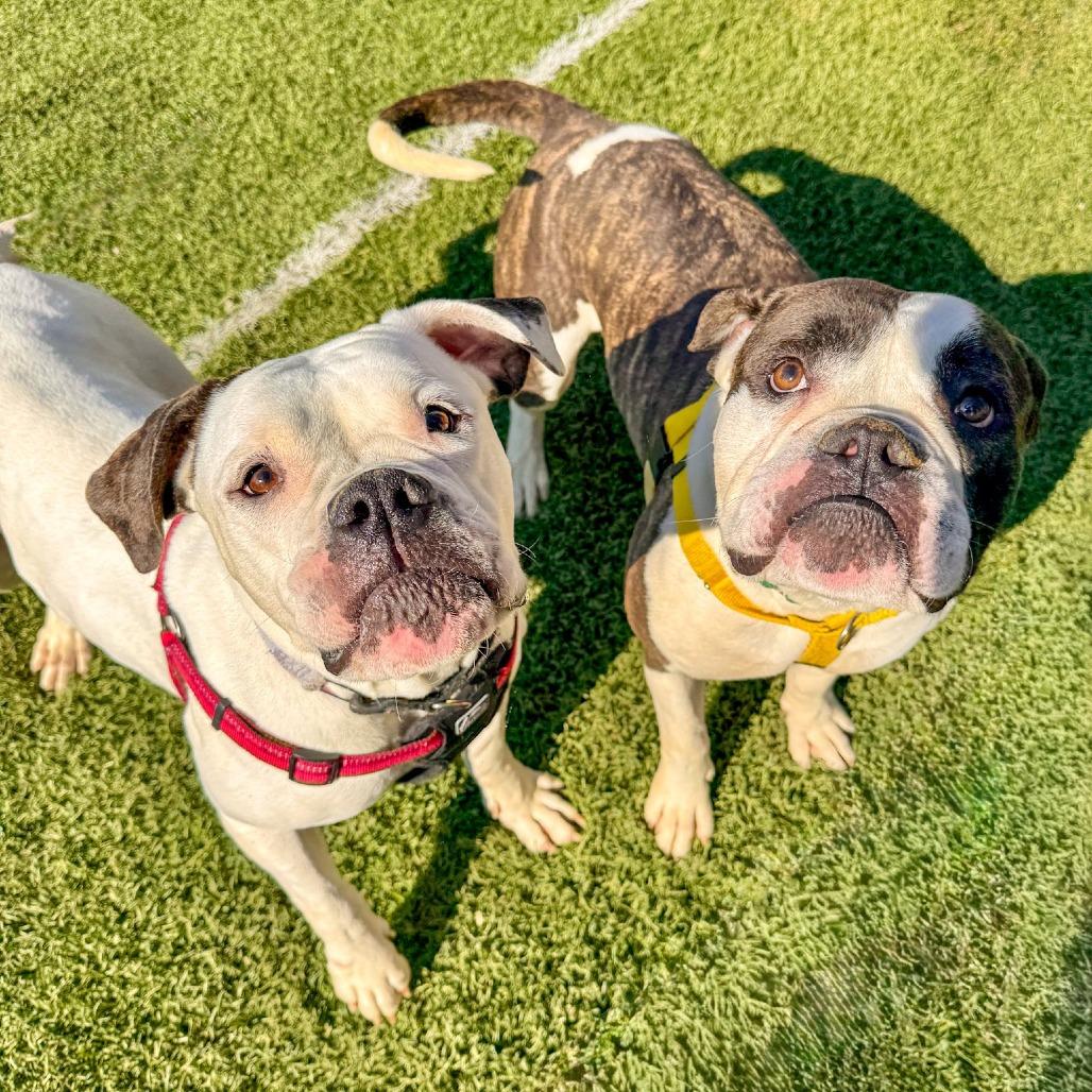 Enlarge Medusa, a Adoptable American Bulldog in Baltimore, MD image 5/6