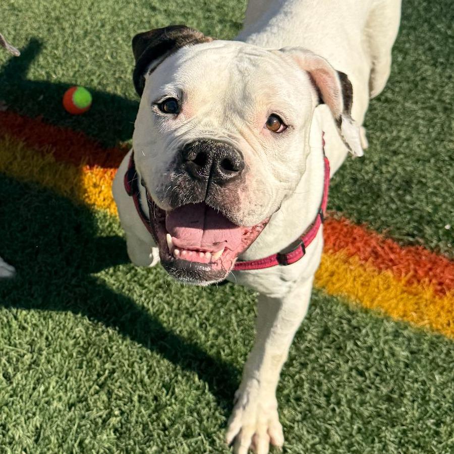 Enlarge Medusa, a Adoptable American Bulldog in Baltimore, MD image 6/6