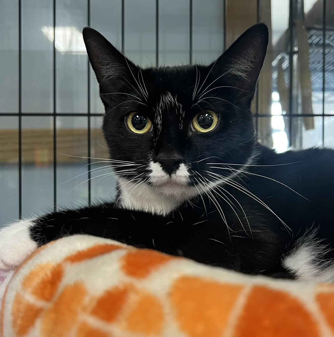 Melinda, a ADOPTABLE Domestic Short Hair in Johnston, RI image 4/6