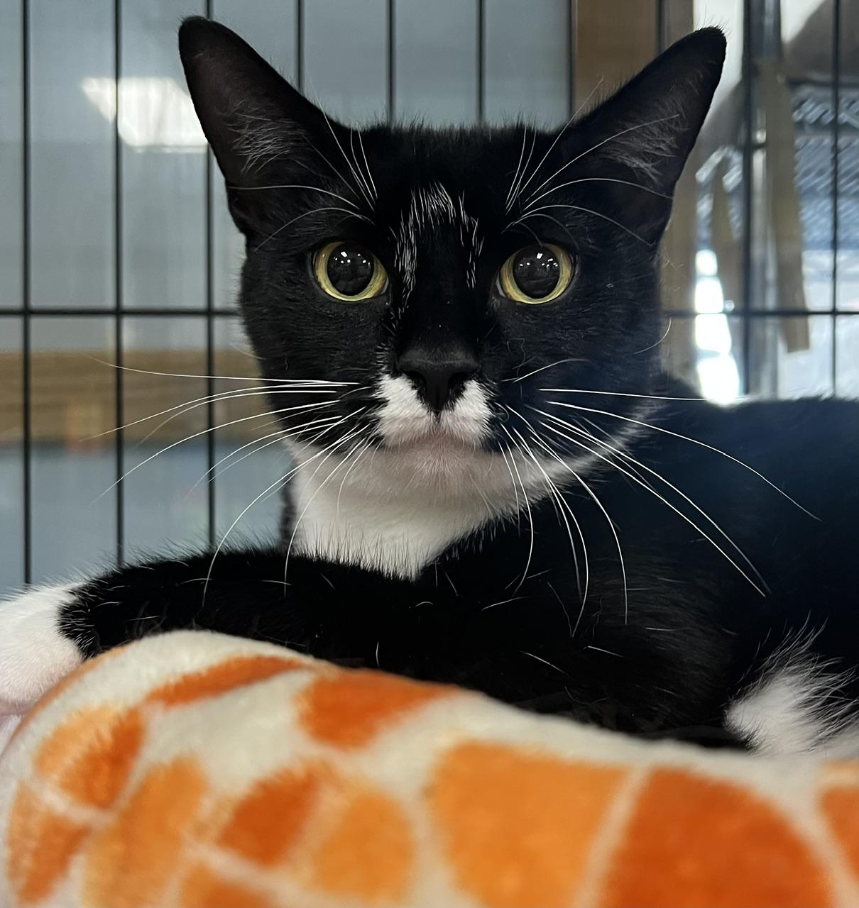 Melinda, a ADOPTABLE Domestic Short Hair in Johnston, RI image 1/6
