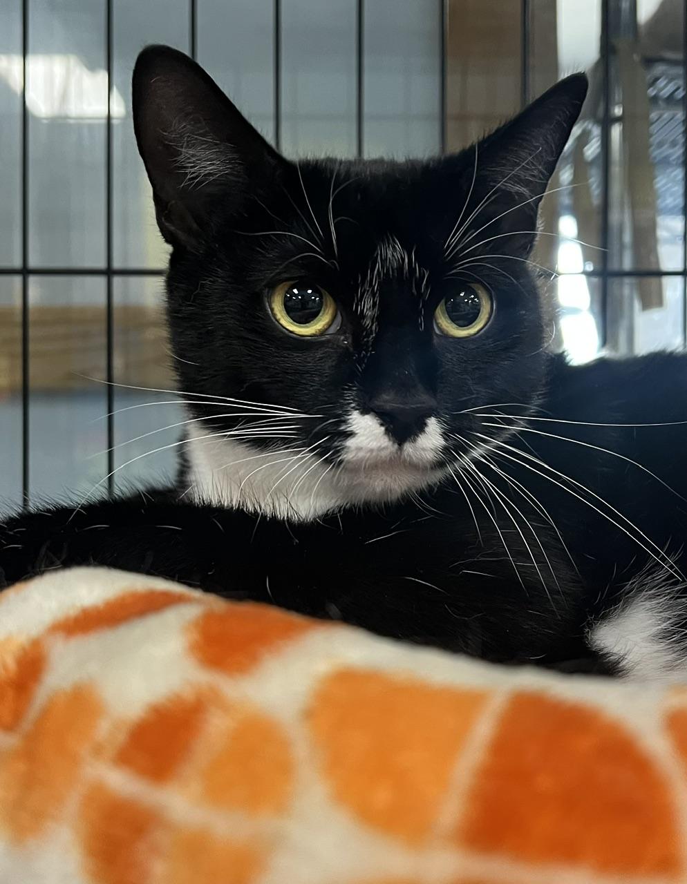 Melinda, a ADOPTABLE Domestic Short Hair in Johnston, RI image 3/6