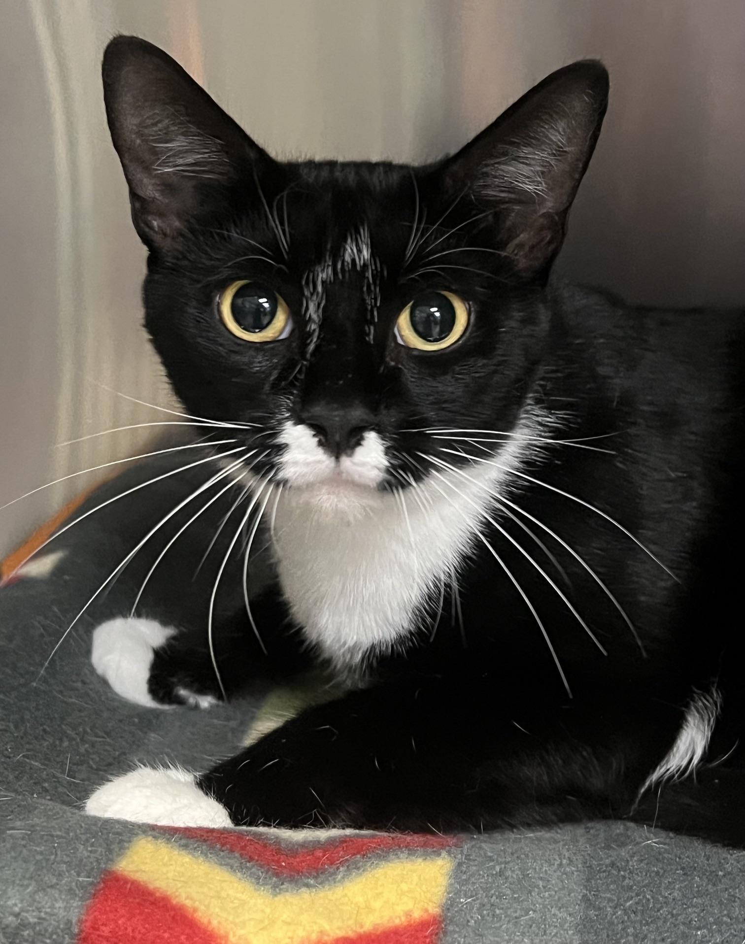 Melinda, a ADOPTABLE Domestic Short Hair in Johnston, RI image 2/6