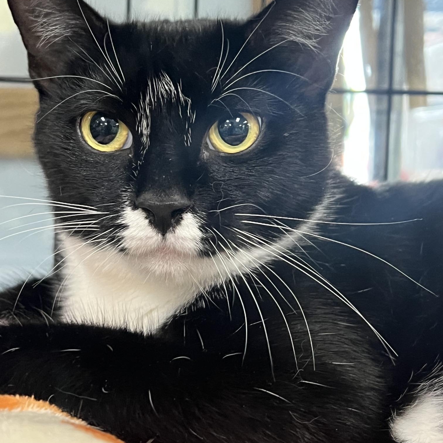Melinda, a ADOPTABLE Domestic Short Hair in Johnston, RI image 5/6