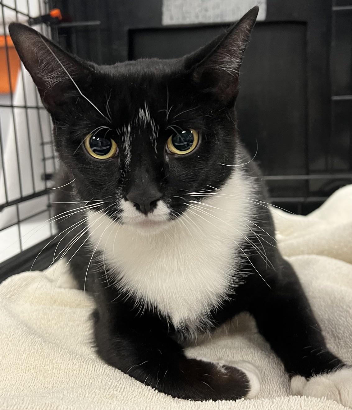 Melinda, a ADOPTABLE Domestic Short Hair in Johnston, RI image 6/6