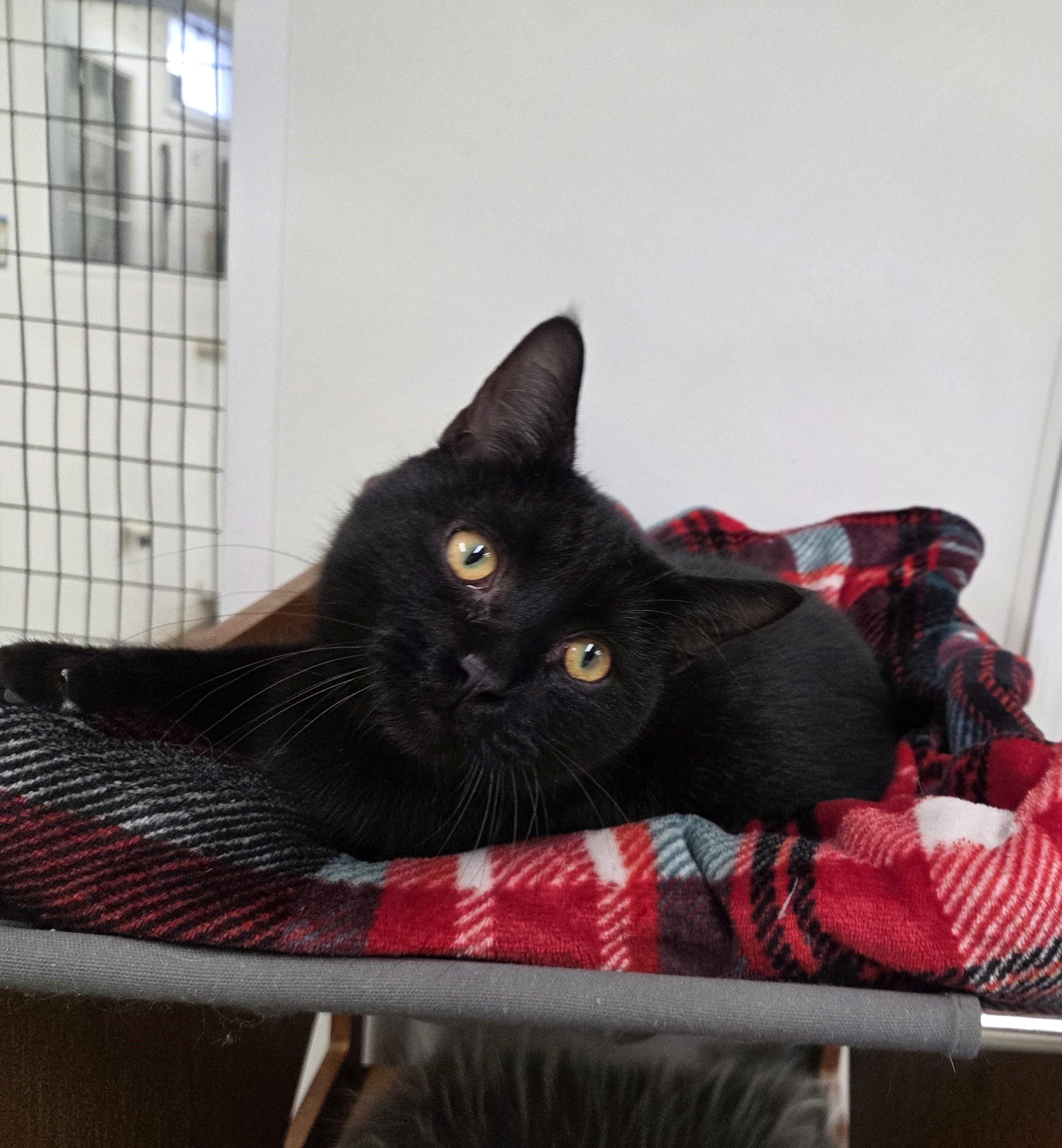 Enlarge Benson, a ADOPTABLE mixed breed in Carsonville, MI image 1/6