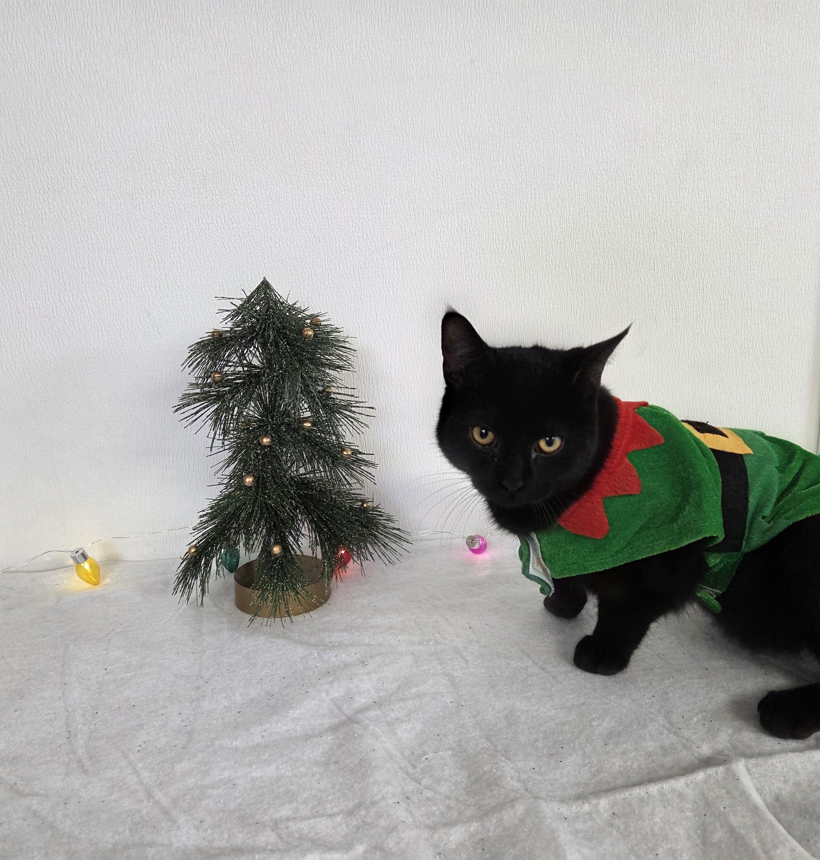 Enlarge Benson, a ADOPTABLE mixed breed in Carsonville, MI image 2/6