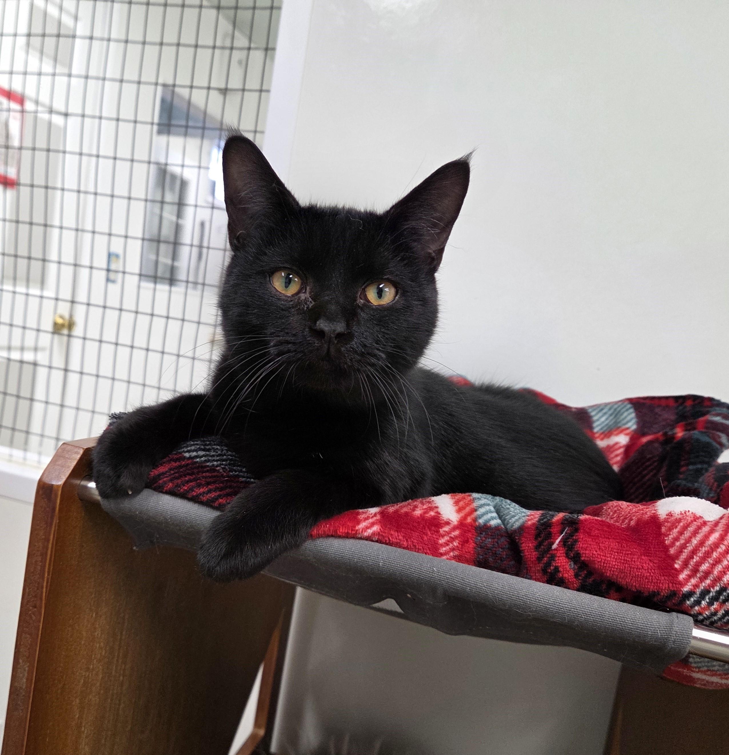 Benson, ADOPTABLE, Adult Male Domestic Short Hair.