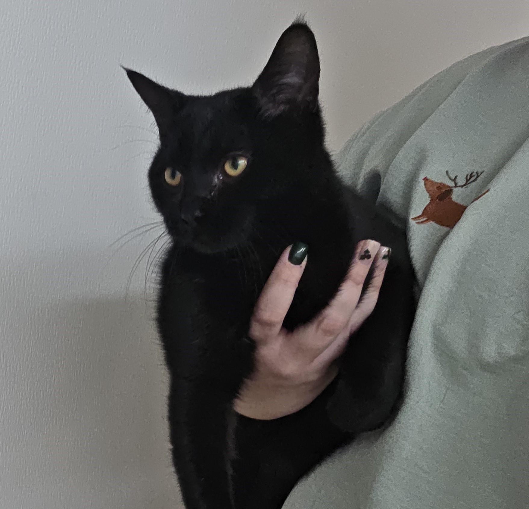 Enlarge Benson, a ADOPTABLE mixed breed in Carsonville, MI image 4/6