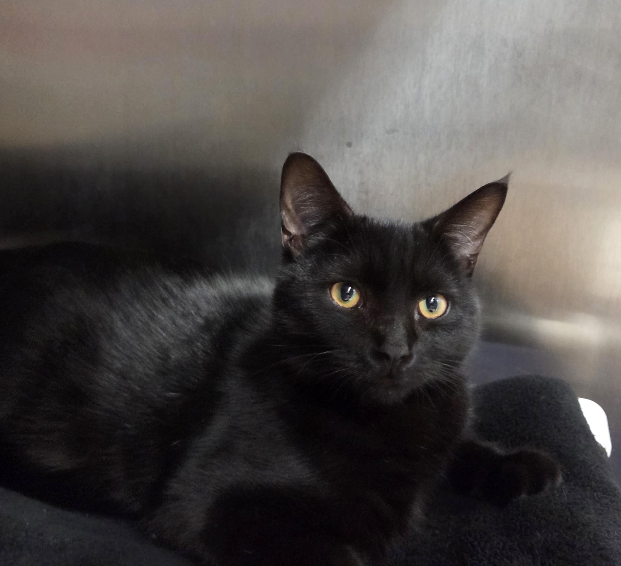 Enlarge Benson, a ADOPTABLE mixed breed in Carsonville, MI image 5/6