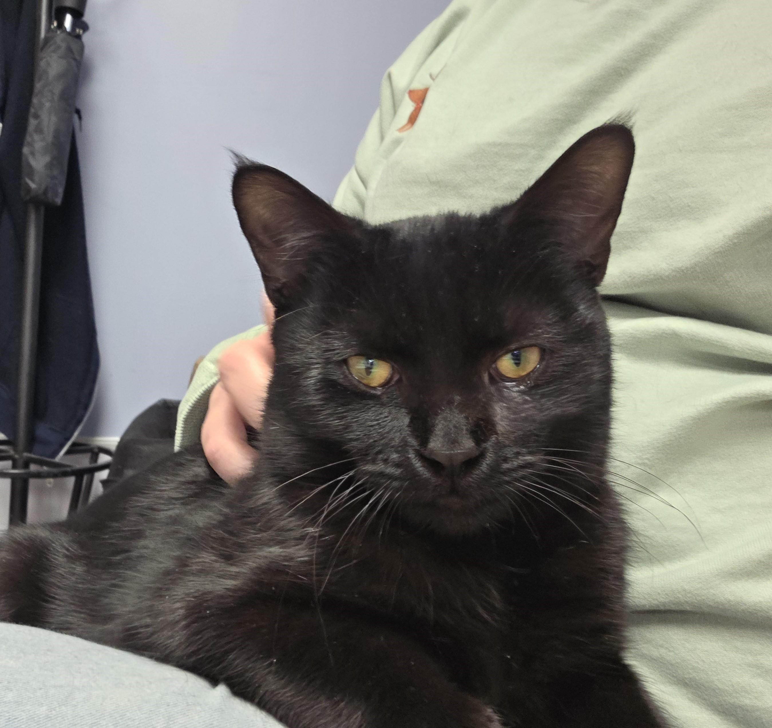 Enlarge Benson, a ADOPTABLE mixed breed in Carsonville, MI image 6/6