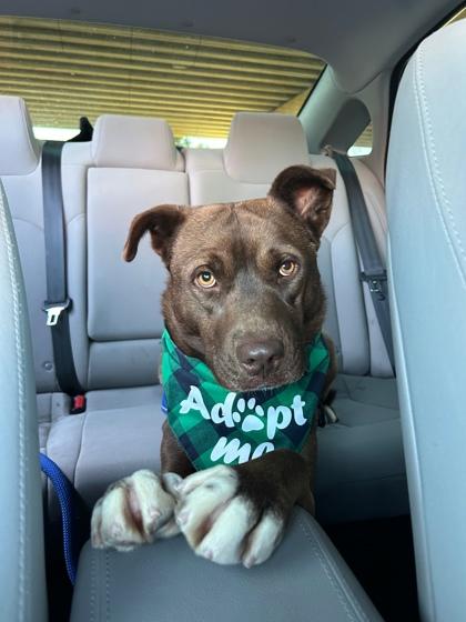 Paddington*, Adoptable, Adult Male Mixed Breed & Mixed Breed.