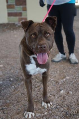 Paddington*, Adoptable, Adult Male Mixed Breed & Mixed Breed.