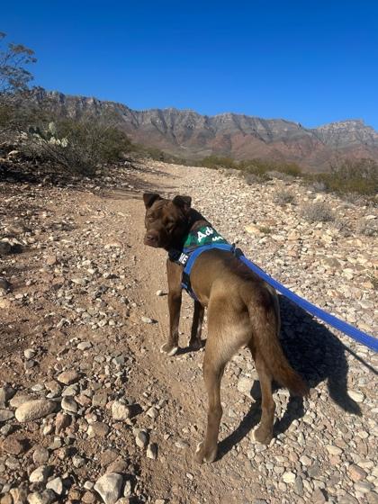 Paddington*, Adoptable, Adult Male Mixed Breed & Mixed Breed.