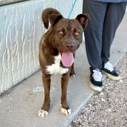 Enlarge Paddington*, a Adoptable mixed breed in El Paso, TX image 2/3