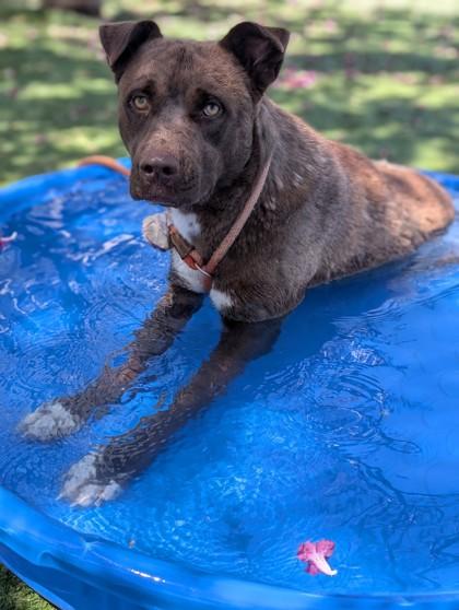 Enlarge Paddington*, a Adoptable mixed breed in El Paso, TX image 3/3