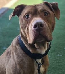 Enlarge Junior, a Adoptable Pit Bull Terrier in Fruit Heights, UT image 1/6