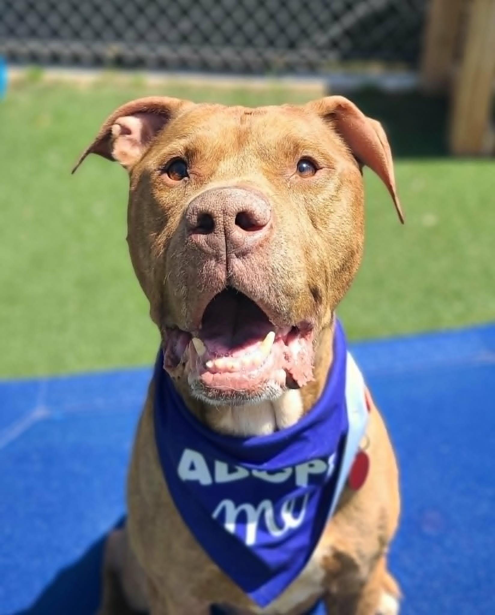Enlarge Junior, a Adoptable Pit Bull Terrier in Fruit Heights, UT image 2/6