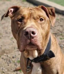 Enlarge Junior, a Adoptable Pit Bull Terrier in Fruit Heights, UT image 3/6