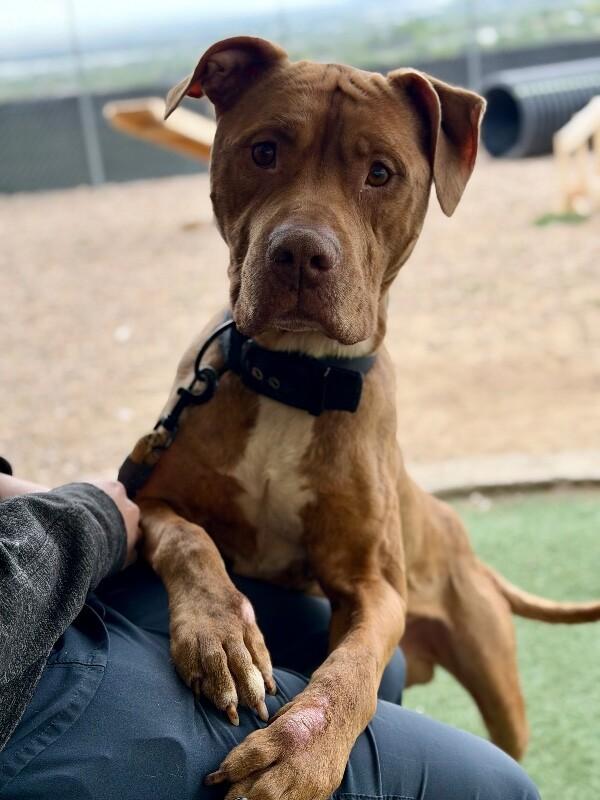 Enlarge Junior, a Adoptable Pit Bull Terrier in Fruit Heights, UT image 4/6