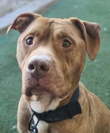 Enlarge Junior, a Adoptable Pit Bull Terrier in Fruit Heights, UT image 5/6