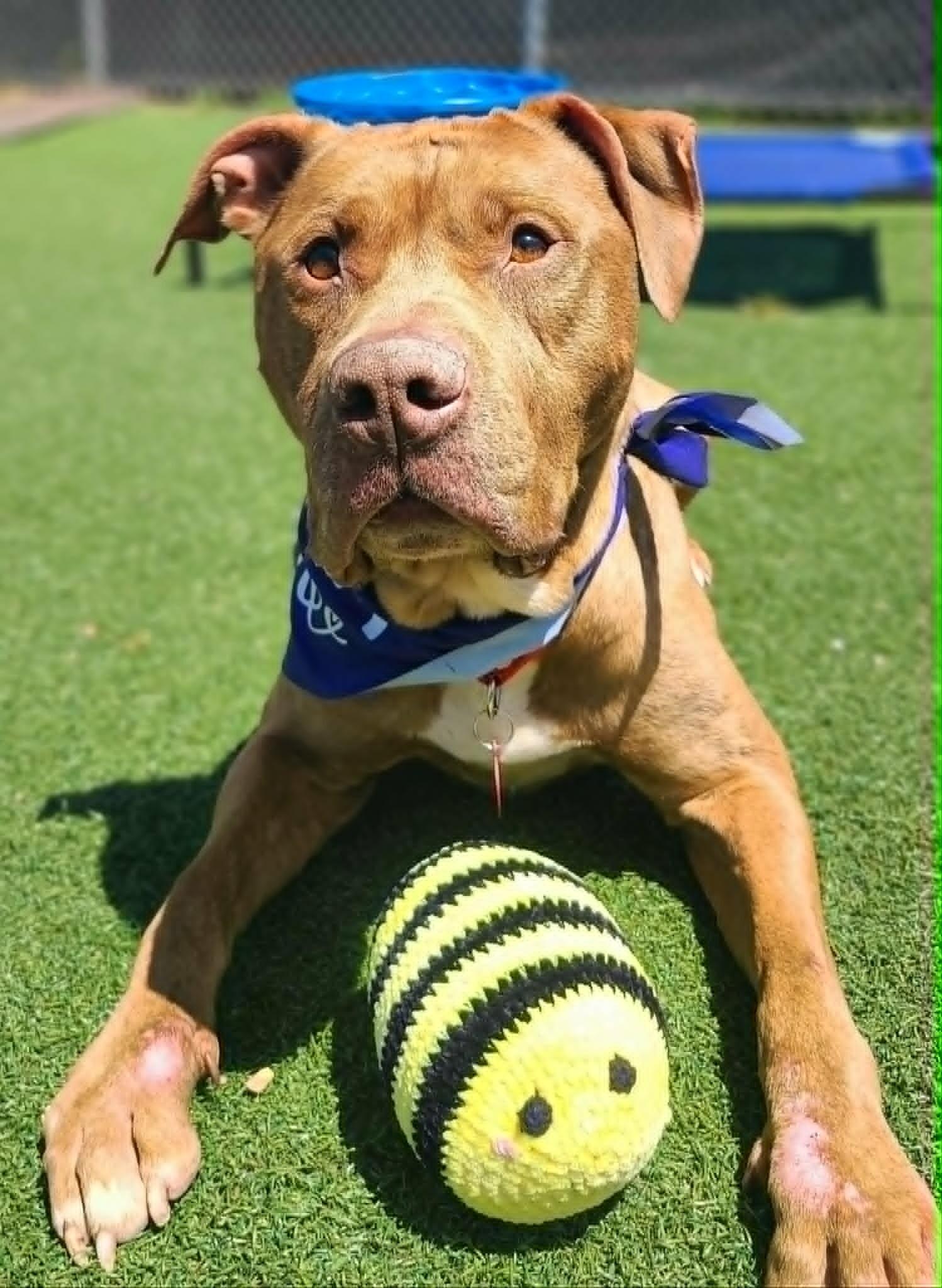 Enlarge Junior, a Adoptable Pit Bull Terrier in Fruit Heights, UT image 6/6
