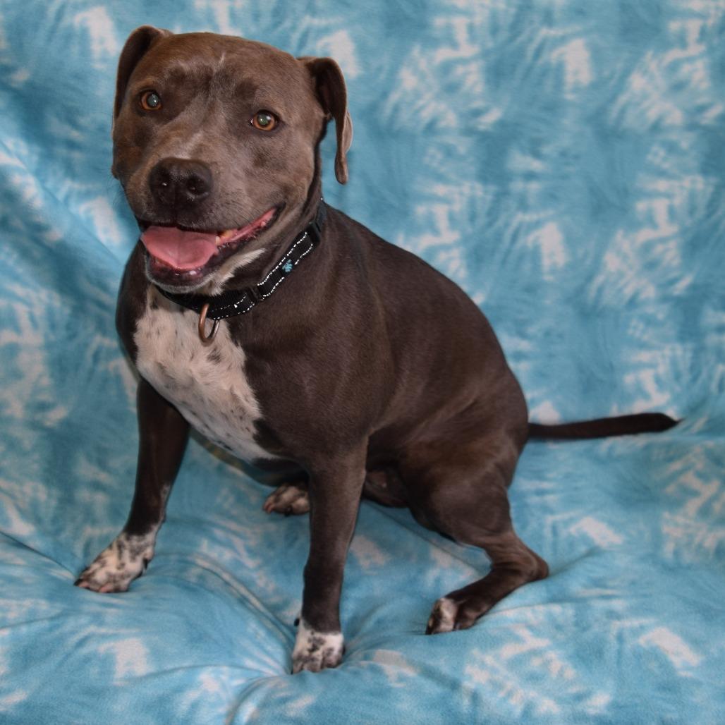 Enlarge Koi, a Adoptable mixed breed in Eureka, CA image 1/3