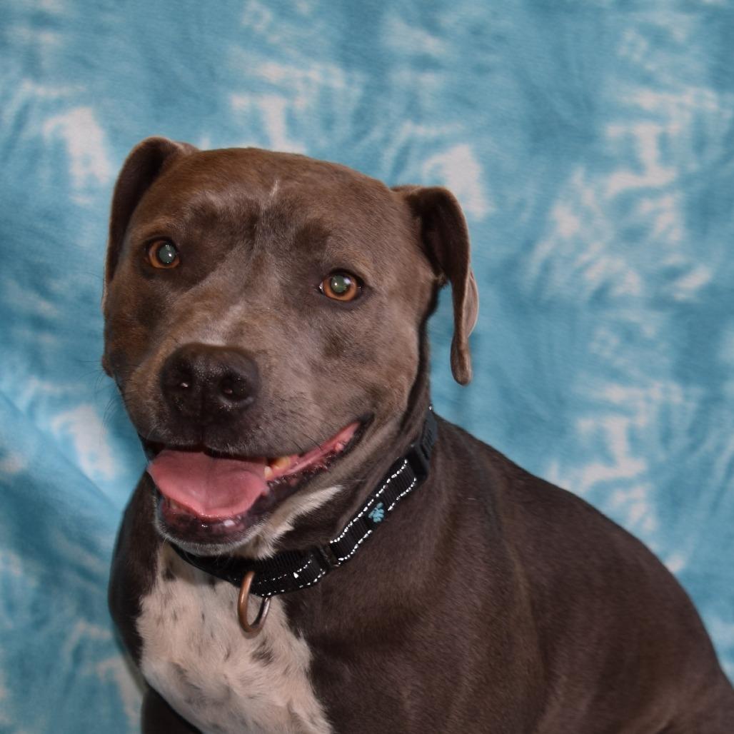 Enlarge Koi, a Adoptable mixed breed in Eureka, CA image 2/3