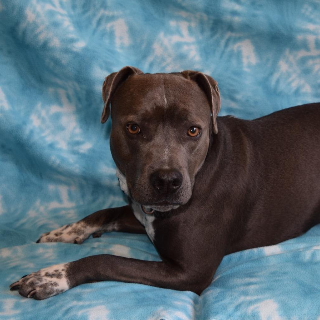 Enlarge Koi, a Adoptable mixed breed in Eureka, CA image 3/3