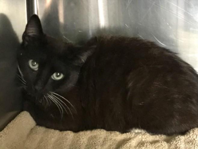 BLUEY, Adoptable, Young Male Domestic Short Hair.