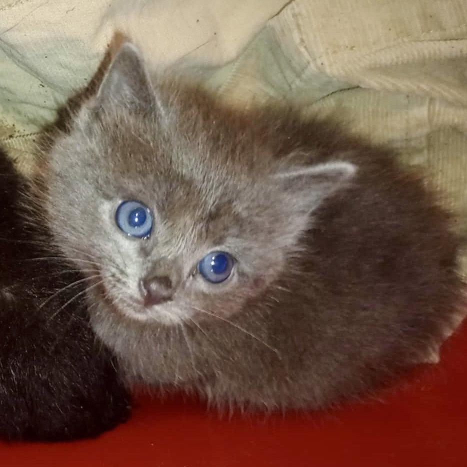 Winnie, Adopted, Kitten Female Russian Blue.