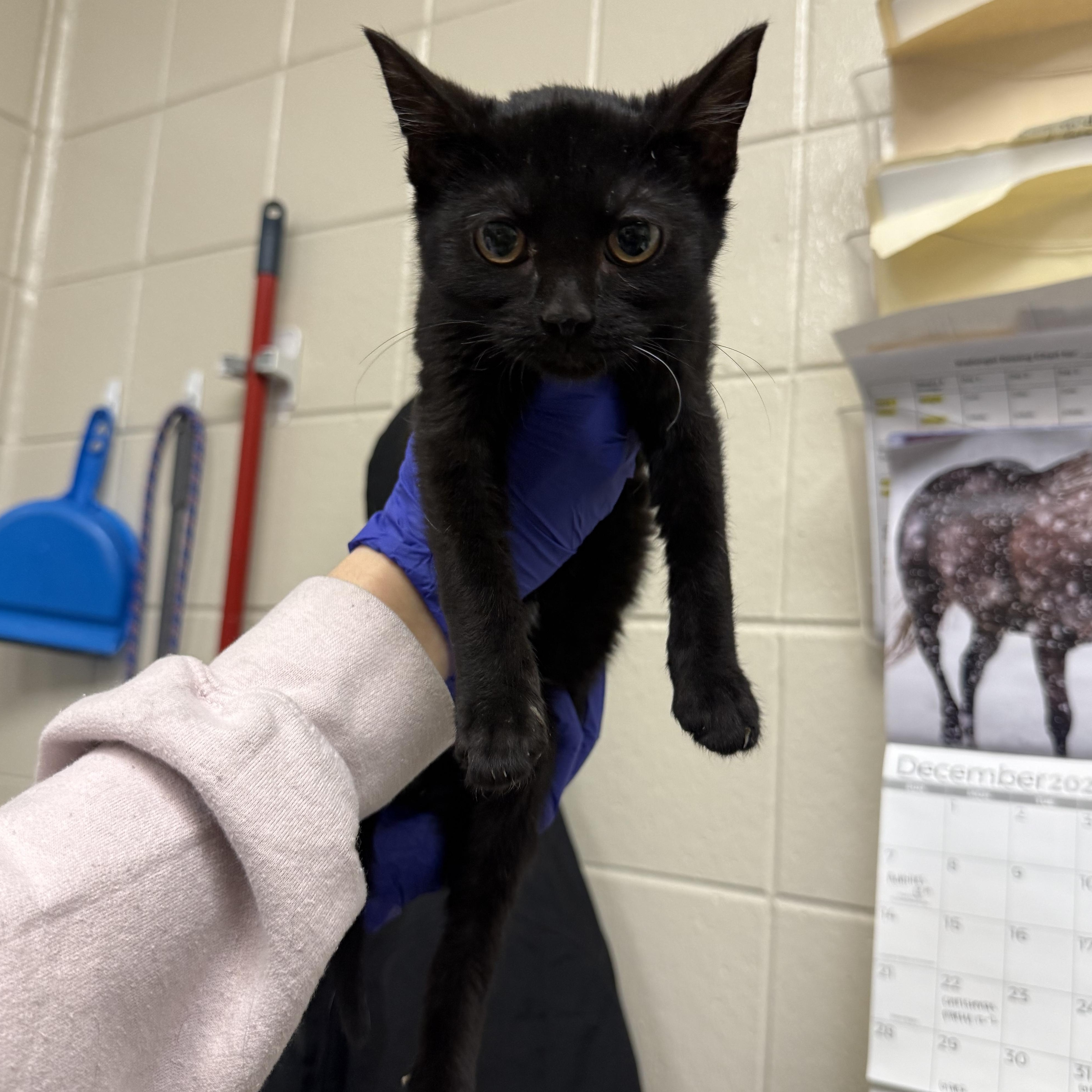 Tux, adoptable, Kitten Male Domestic Short Hair.