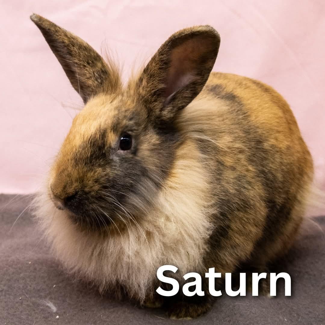 Saturn, a Adoptable mixed breed in Winnipeg, MB image 1/3
