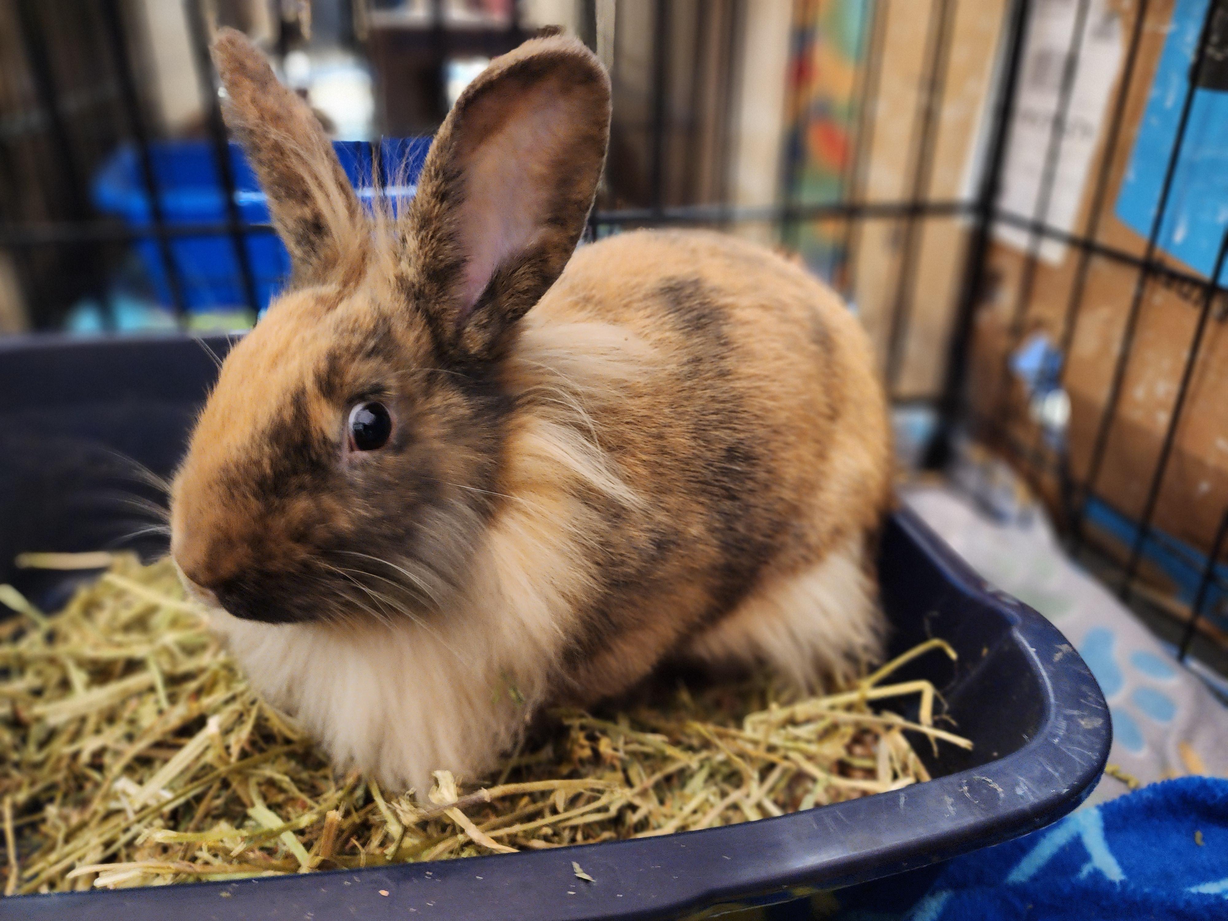 Saturn, a Adoptable mixed breed in Winnipeg, MB image 2/3