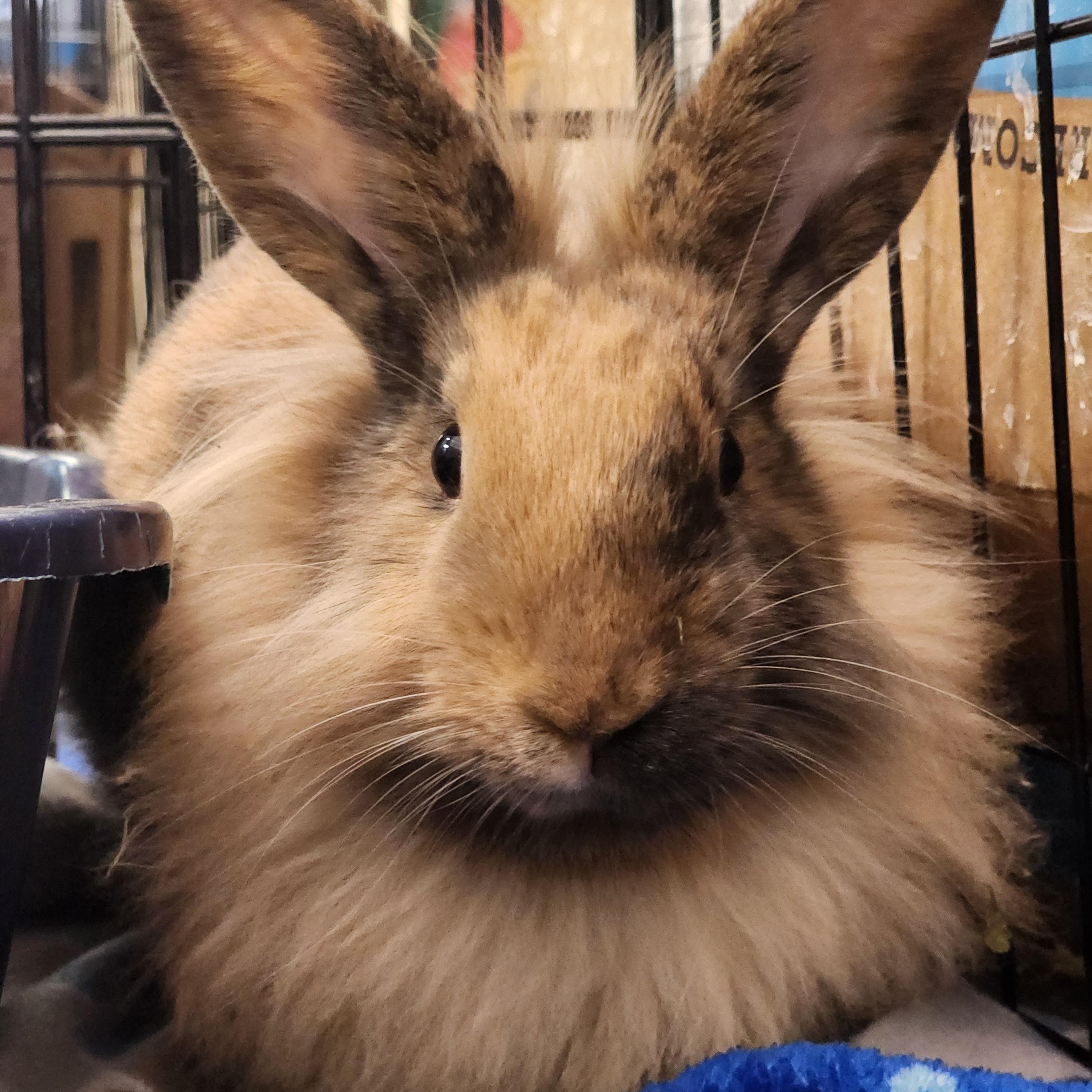 Saturn, a Adoptable mixed breed in Winnipeg, MB image 3/3