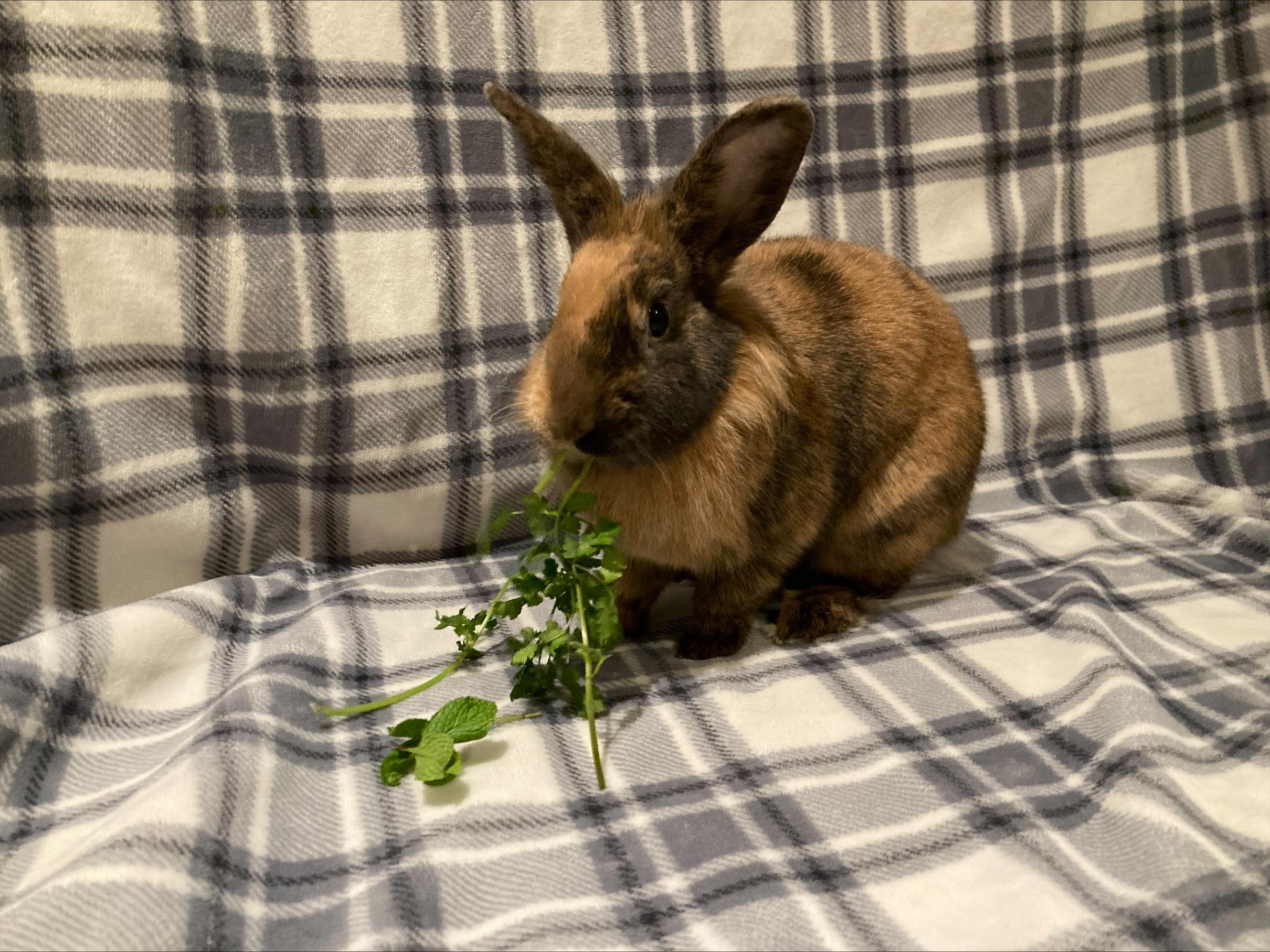 Enlarge Saturn, a Adoptable mixed breed in Winnipeg, MB image 1/1