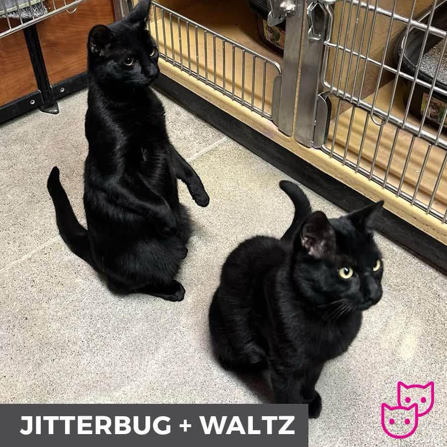 Jitterbug (bonded with Waltz) 6