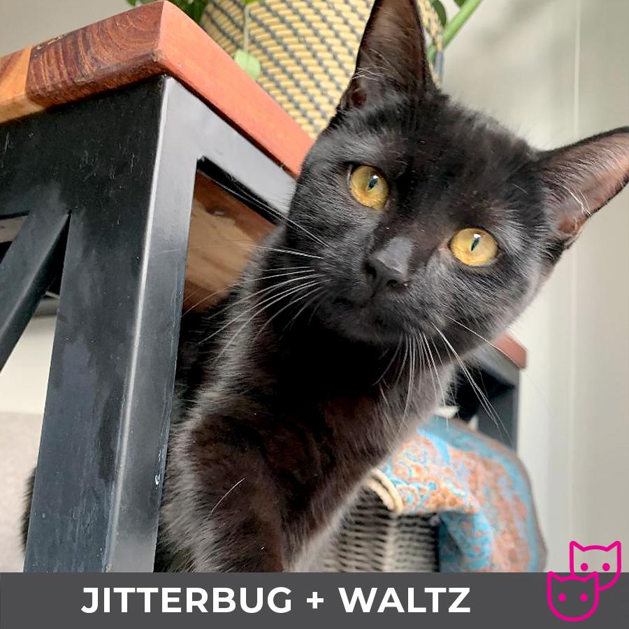 Jitterbug (bonded with Waltz) 3