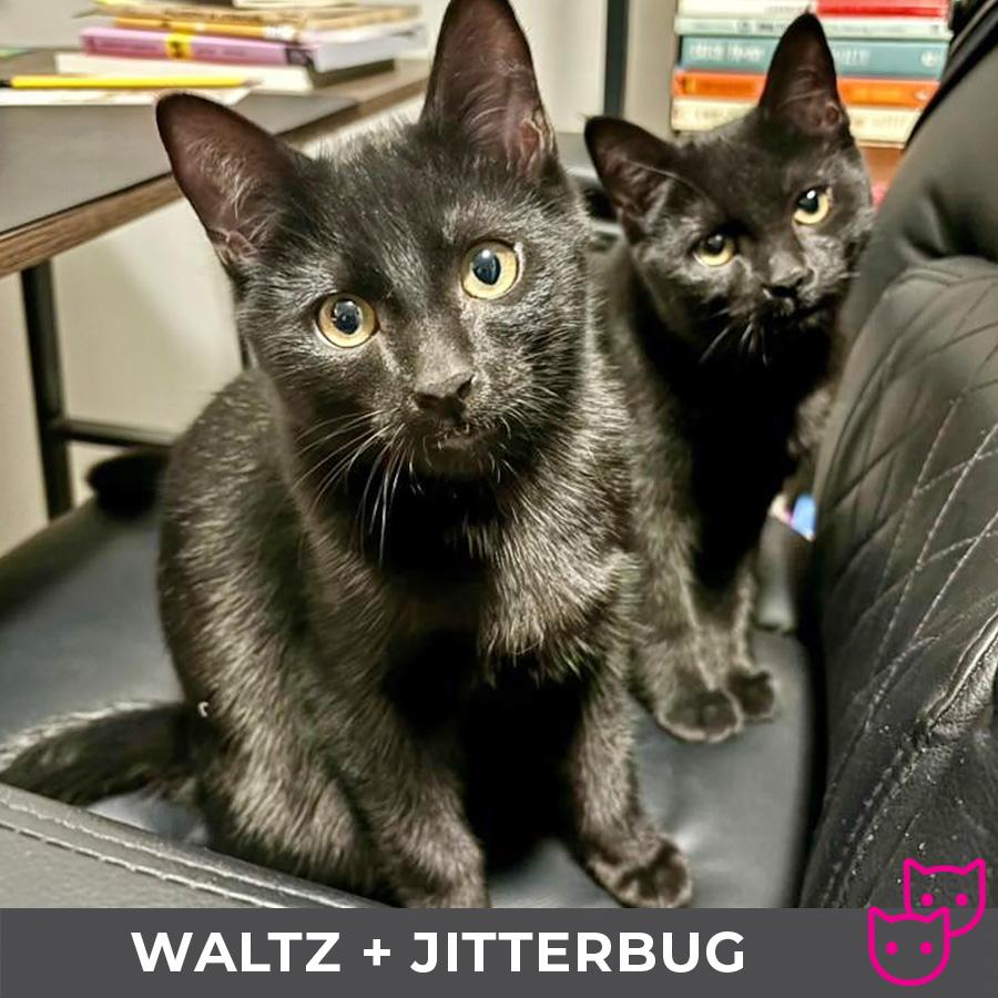 Jitterbug (bonded with Waltz) 5
