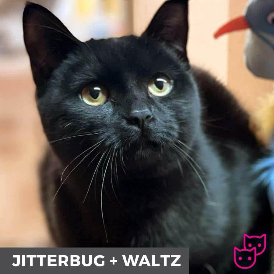 Jitterbug (bonded with Waltz)