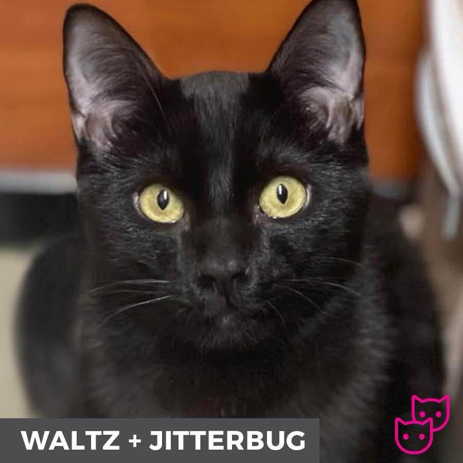 Jitterbug (bonded with Waltz) 4