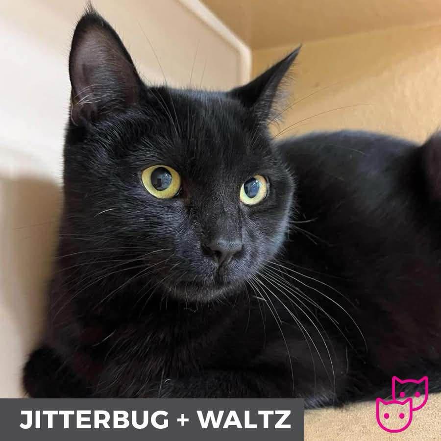Jitterbug (bonded with Waltz) 2