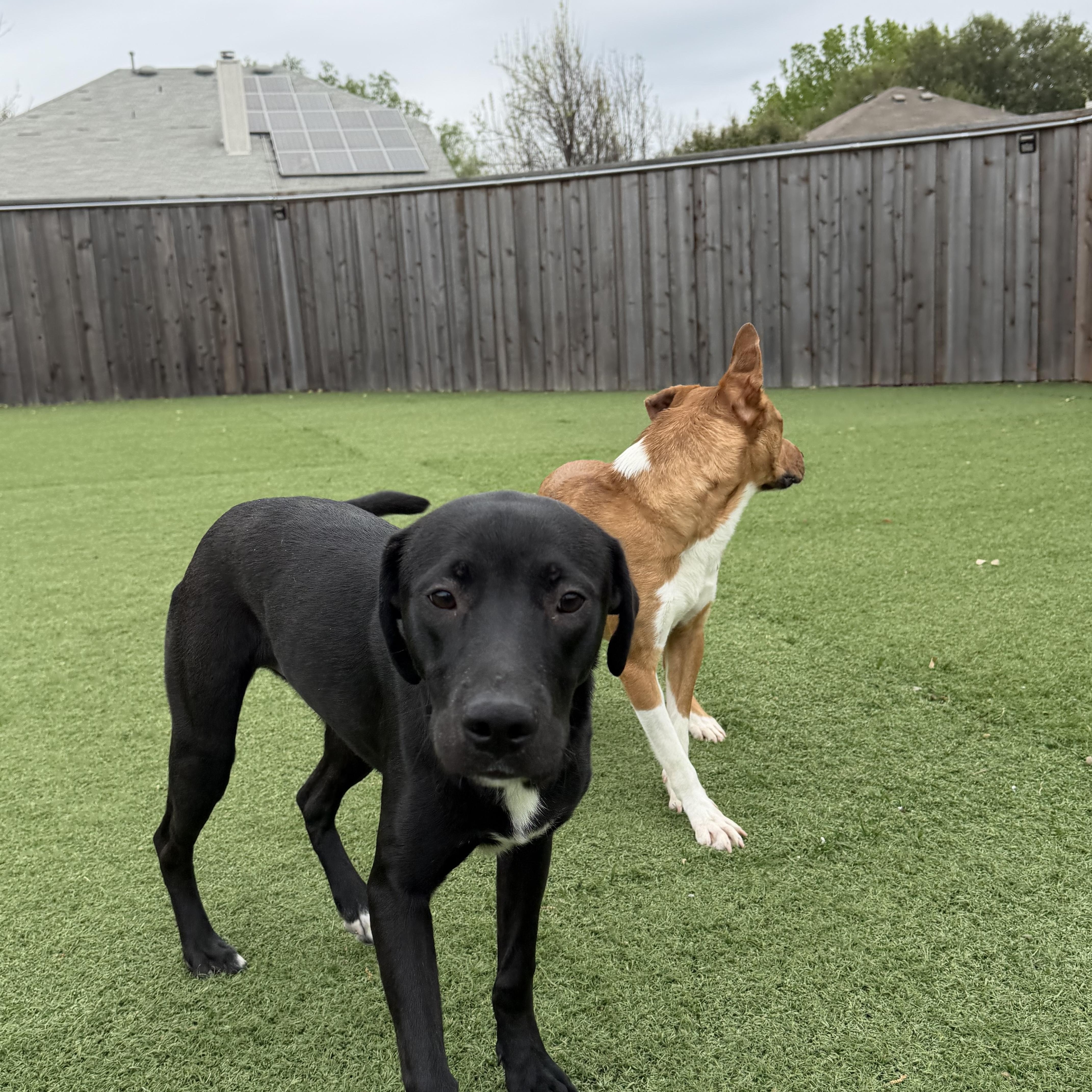 Enlarge Mercury, a Adoptable mixed breed in Portland, ME image 4/6