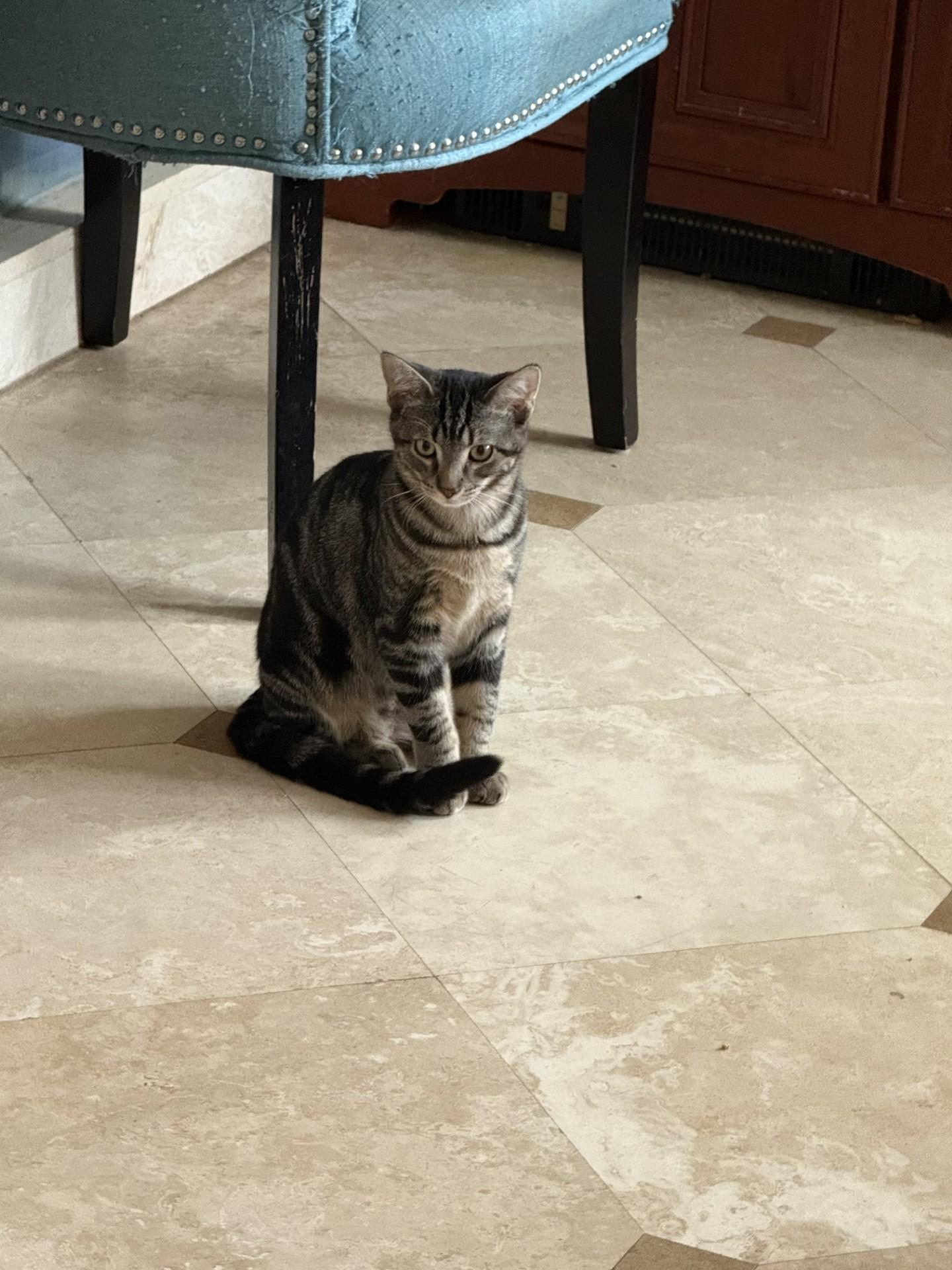 Sabrina, Adoptable, Kitten Female Tabby & Maine Coon.