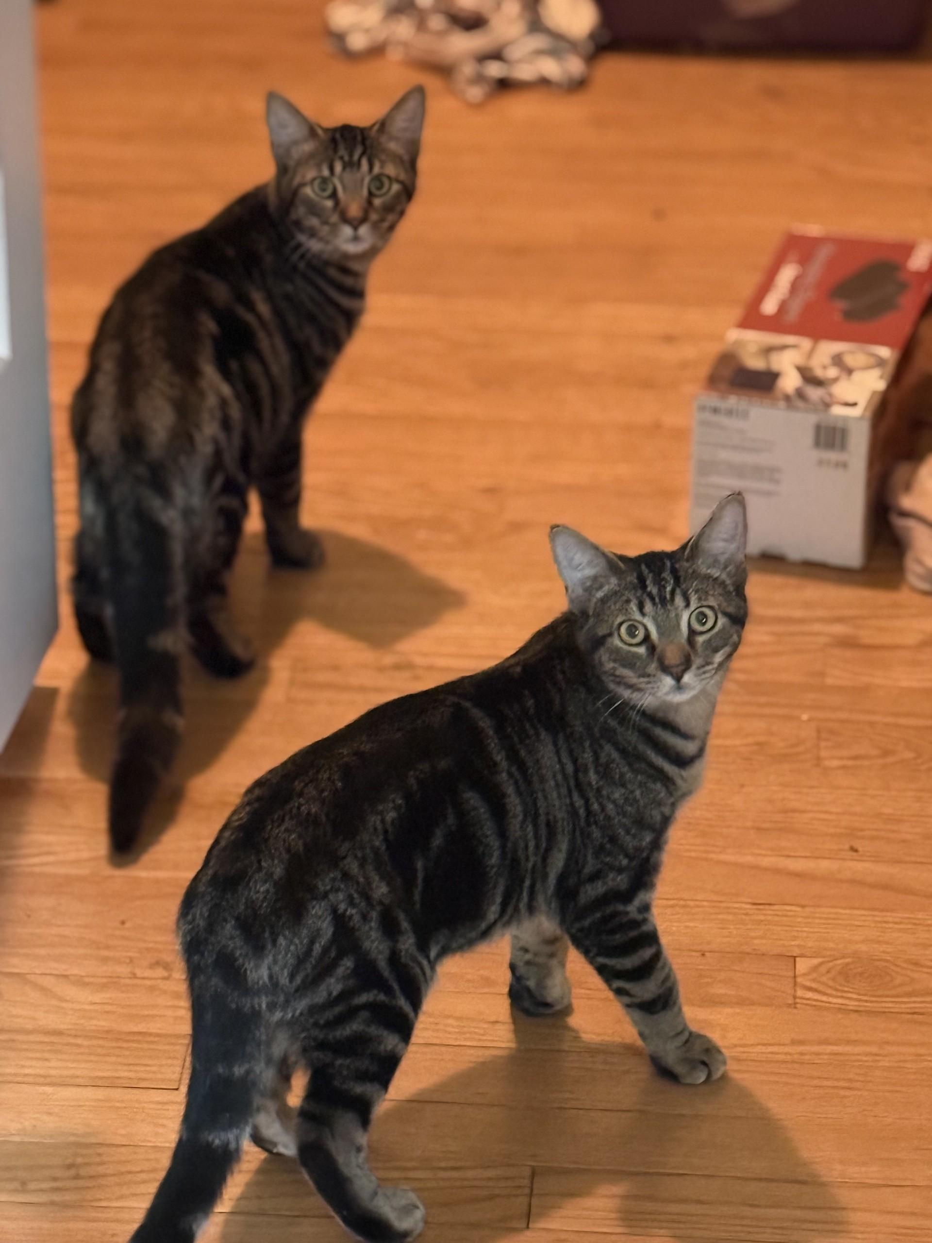 Enlarge Sabrina, a Adoptable mixed breed in Cornwall, NY image 2/2